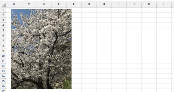 エクセルに挿入した桜の画像